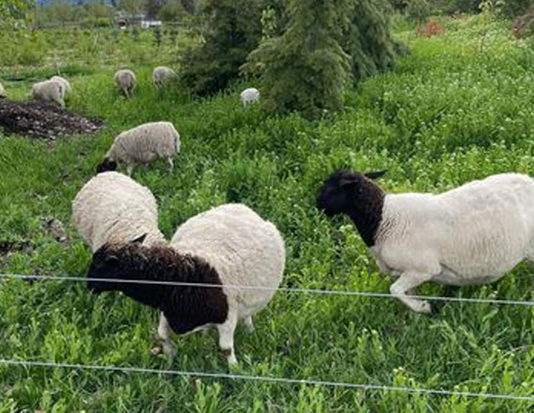 Sheep Naked Acres Farm My Xxx Hot Girl